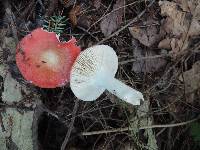 Russula rubescens image