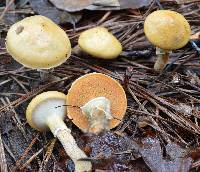 Suillus salmonicolor image