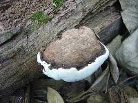 Ganoderma australe image