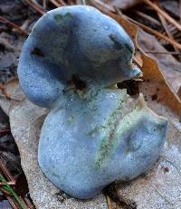 Lactarius paradoxus image