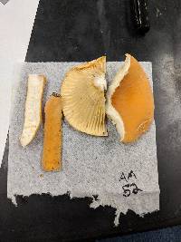 Lactifluus hygrophoroides image