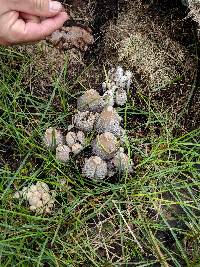 Coprinopsis variegata image