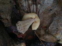 Helvella crispa image