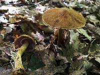 Cortinarius corrugatus image