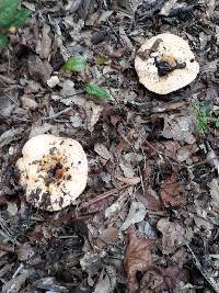 Lactarius yazooensis image