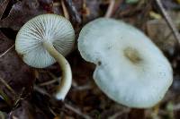 Clitocybe fragrans image