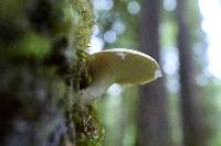 Pleurotus dryinus image