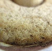 Tylopilus rubrobrunneus image