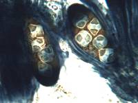 Caloplaca flavescens image