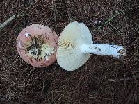 Russula vinosa image