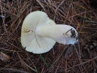 Russula cuprea image