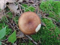 Russula cuprea image