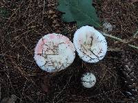 Russula silvestris image