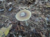 Amanita sinicoflava image