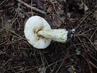 Leccinum snellii image