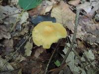 Marasmius strictipes image