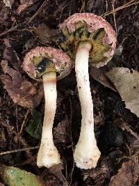 Boletellus ananas image