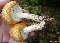 Agaricus nanaugustus image