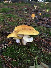 Amanita flavorubens image