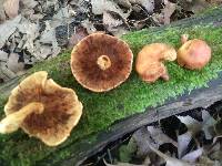 Pholiota multifolia image