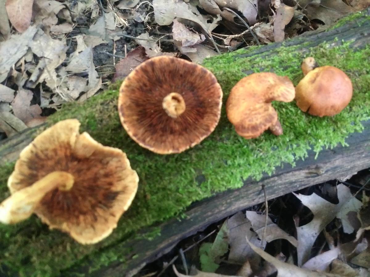 Pholiota multifolia image