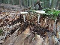 Mycena galericulata image