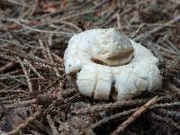 Geastrum fimbriatum image