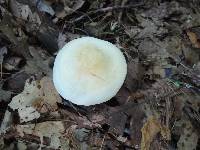 Tricholoma stiparophyllum image