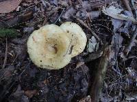 Lactarius scrobiculatus var. canadensis image