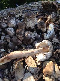 Leucoagaricus meleagris image