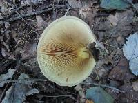 Paxillus involutus image
