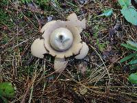 Geastrum triplex image