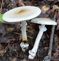 Amanita spreta image