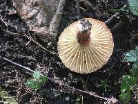 Lactifluus hygrophoroides image