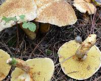 Suillus decipiens image