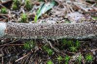 Hydnoporia olivacea image