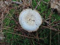 Lactarius chelidonium image