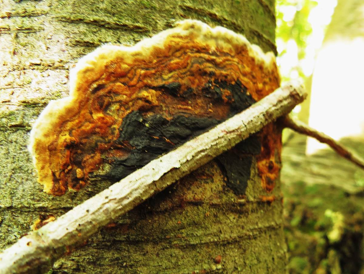 Hydnoporia corrugata image