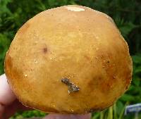 Boletus gertrudiae image