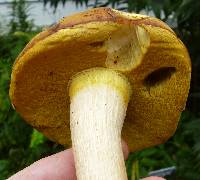 Boletus gertrudiae image