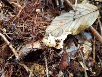 Mycena luxfoliicola image