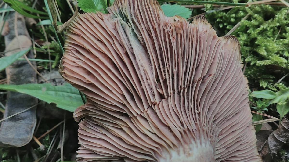 Lactarius horakii image