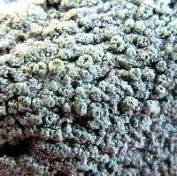 Lecanora strobilina image