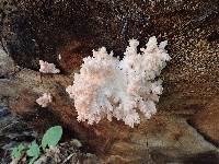 Hericium americanum image