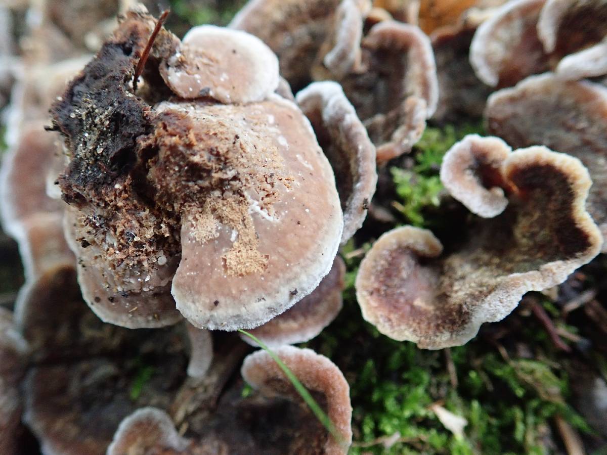 Thelephora americana image