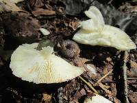 Russula atropurpurea image