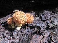 Pholiota squarrosoides image