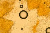 Hypomyces armeniacus image