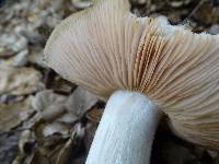 Entoloma lividoalbum image