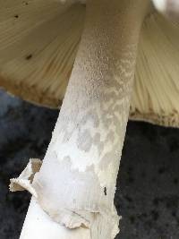 Amanita spreta image